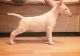Bull Terrier Puppies for sale in Orangeburg, SC, USA. price: $500
