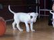 Bull Terrier Puppies for sale in Birmingham, AL, USA. price: $400
