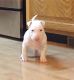 Bull Terrier Puppies for sale in Mountain View, CA 94043, USA. price: NA