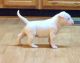 Bull Terrier Puppies for sale in Mountain View, CA 94043, USA. price: NA