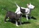Bull Terrier Puppies