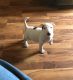 Bull Terrier Puppies for sale in Salt Lake City, UT, USA. price: $500