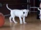 Bull Terrier Puppies for sale in St. Louis, MO, USA. price: $400