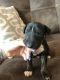 Bull Terrier Puppies for sale in Charleston, WV, USA. price: NA