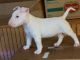 Bull Terrier Puppies for sale in Philadelphia, PA, USA. price: $400