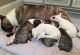 Bull Terrier Puppies for sale in Seattle, WA, USA. price: $400