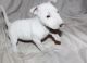 Bull Terrier Puppies for sale in Quechee, Hartford, VT, USA. price: NA