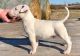 Bull Terrier Puppies for sale in Dulles, VA, USA. price: NA