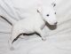 Bull Terrier Puppies for sale in Guernsey, WY, USA. price: NA