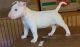 Bull Terrier Puppies for sale in Bessemer, AL, USA. price: NA
