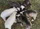 Bull Terrier Puppies for sale in Picacho, AZ, USA. price: NA