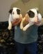 Bull Terrier Puppies for sale in Phoenix, AZ, USA. price: $400