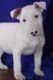 Bull Terrier Puppies for sale in Minneapolis, MN, USA. price: $400