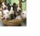 Bull Terrier Puppies for sale in Manchester, NH, USA. price: NA