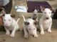 Bull Terrier Puppies for sale in Grand Rapids, MI, USA. price: $400
