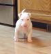 Bull Terrier Puppies for sale in Torrance, CA, USA. price: NA