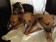 Bull Terrier Puppies for sale in NJ-10, Randolph, NJ, USA. price: $500