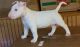 Bull Terrier Puppies for sale in Provo, UT, USA. price: $500