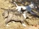 Bull Terrier Puppies for sale in Eugene, OR, USA. price: $500