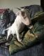 Bull Terrier Puppies for sale in Reno, NV, USA. price: $500