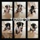 Bull Terrier Puppies for sale in Thornton, CO, USA. price: NA
