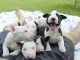 Bull Terrier Puppies for sale in Oklahoma City, OK, USA. price: NA