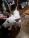 Bull Terrier Puppies for sale in Lansing, MI 48915, USA. price: $500