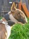 Bull Terrier Puppies for sale in Exeter, CA 93221, USA. price: NA