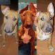 Bull Terrier Puppies for sale in Rapid City, SD, USA. price: NA