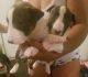 Bull Terrier Puppies for sale in Hampton, VA, USA. price: NA
