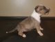 Bull Terrier Puppies for sale in Montgomery, AL, USA. price: NA