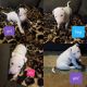 Bull Terrier Puppies for sale in White Oak, TX, USA. price: $700