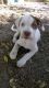 Bull Terrier Puppies for sale in Cocoa, FL, USA. price: NA