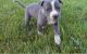 Bull Terrier Puppies for sale in Virginia Beach, VA, USA. price: $400