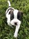 Bull Terrier Puppies for sale in Miami, FL, USA. price: NA