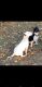 Bull Terrier Puppies for sale in Hampton, VA, USA. price: $1,200