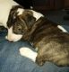 Bull Terrier Puppies for sale in Wartrace, TN 37183, USA. price: $1,500