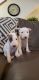 Bull Terrier Puppies for sale in Hermiston, OR 97838, USA. price: $1,600