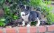 Bull Terrier Puppies for sale in 120 Glenwood St, Jackson, WY 83001, USA. price: NA