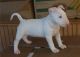 Bull Terrier Puppies for sale in Macomb, MI 48042, USA. price: $500