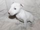 Bull Terrier Puppies for sale in Wilmar, AR 71675, USA. price: NA