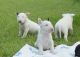 Bull Terrier Puppies for sale in Detroit, MI, USA. price: $500