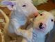 Bull Terrier Puppies for sale in Detroit, MI, USA. price: NA