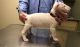 Bull Terrier Puppies for sale in Jonesboro, AR, USA. price: NA