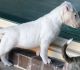 Bull Terrier Puppies for sale in Montevallo, AL 35115, USA. price: $500