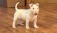 Bull Terrier Puppies for sale in Haleiwa, HI 96712, USA. price: NA