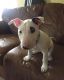 Bull Terrier Puppies for sale in Des Plaines, IL, USA. price: $500