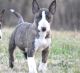Bull Terrier Puppies for sale in Seattle, WA, USA. price: NA