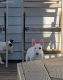 Bull Terrier Puppies for sale in Indianapolis, IN, USA. price: $600