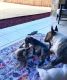 Bull Terrier Puppies for sale in Aztec, NM, USA. price: NA